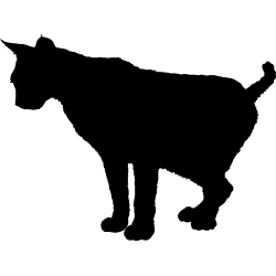 chat4