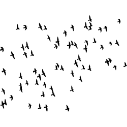 nuée