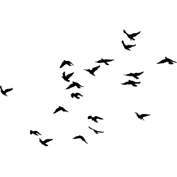 nuée