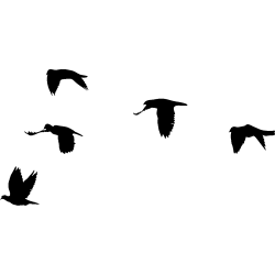 nuée