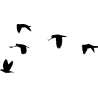 nuée
