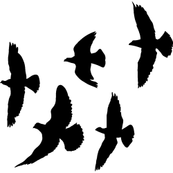 nuée
