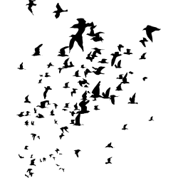 nuée