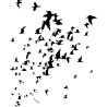 nuée