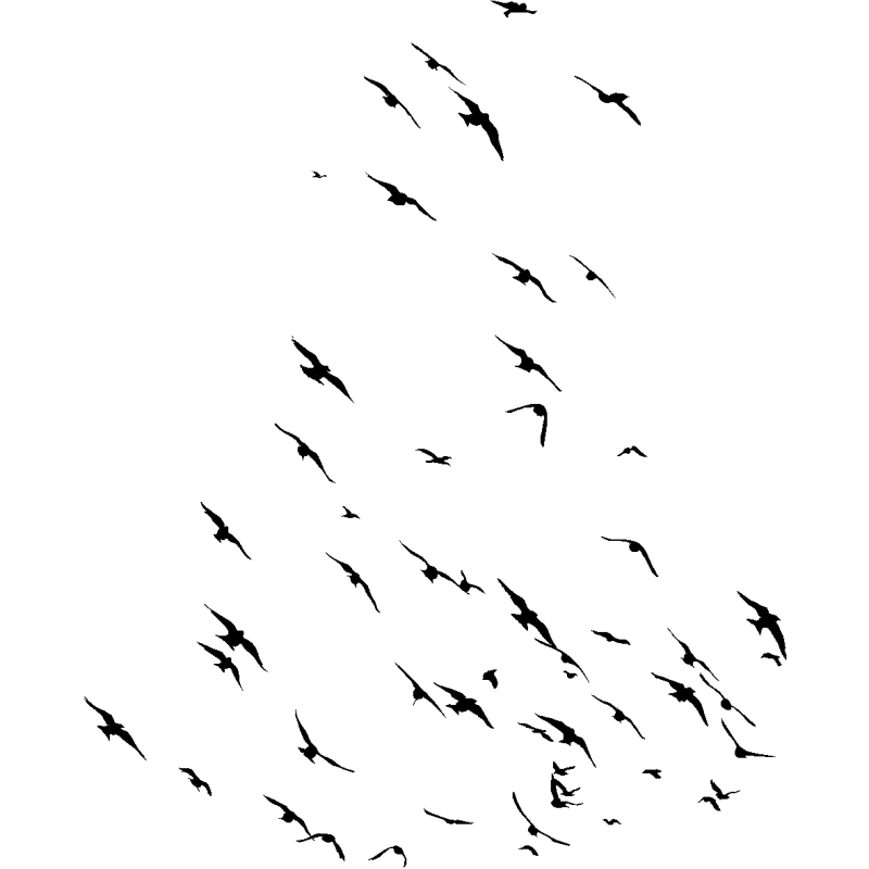 nuée
