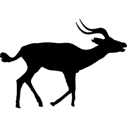 okapi1