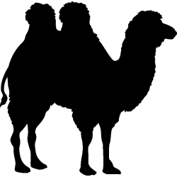 dromadaire3