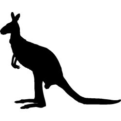 kangourou4
