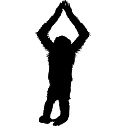 singe3