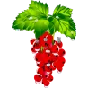 Fruit 400