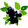 Fruit 404
