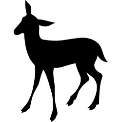noel5262