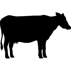 vache1