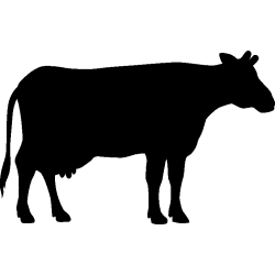 vache4