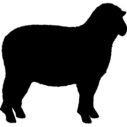 mouton2