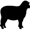 mouton2