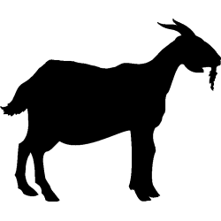 chevre1