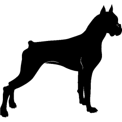 chien 5467