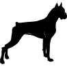chien 5467