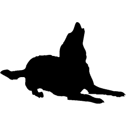 chien 5469