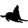 chien 5469