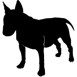 chien 5579