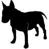 chien 5579