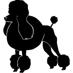 chien 5581