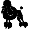 chien 5581