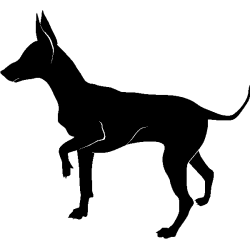 chien 5582