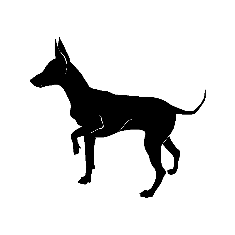 chien 5582
