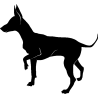 chien 5582