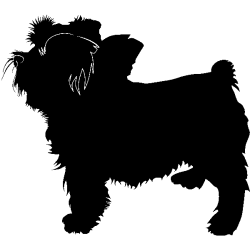 chien 5584