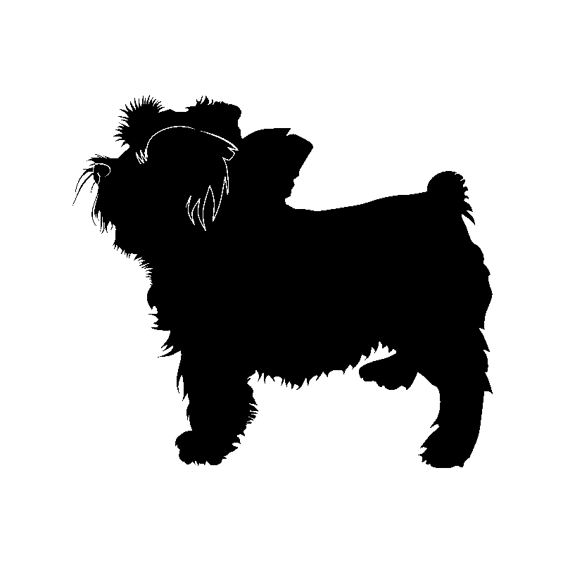 chien 5584