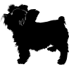 chien 5584