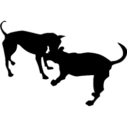 chien 5586