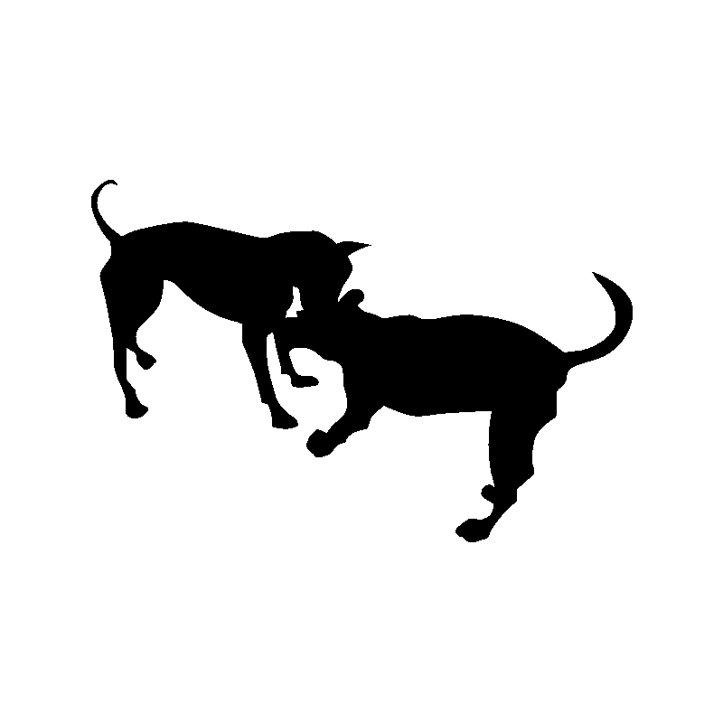 chien 5586