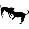 chien 5586