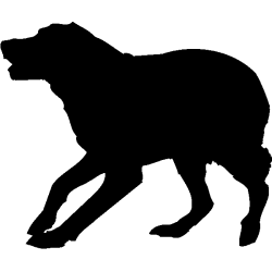 chien 5587
