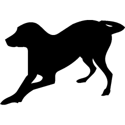 chien 5588