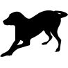chien 5588