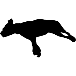 chien 5589