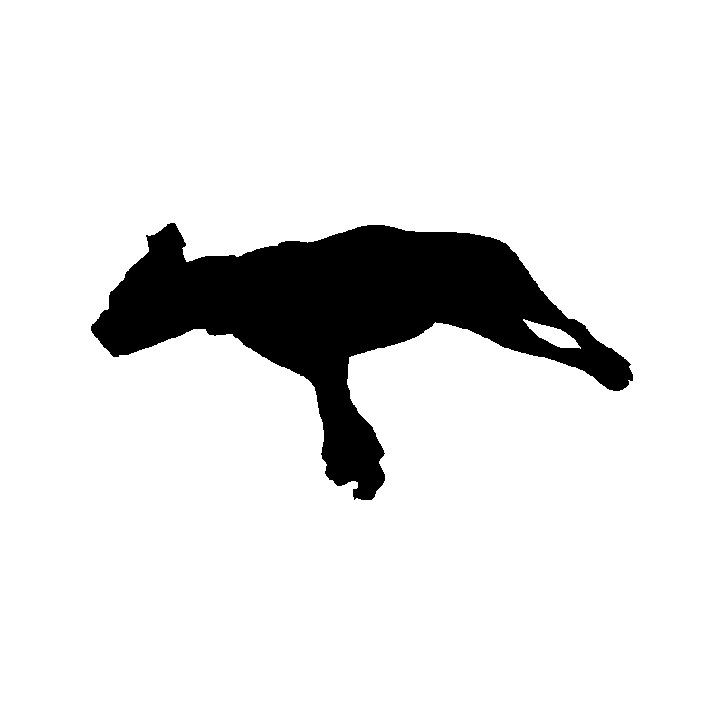 chien 5589