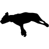 chien 5589