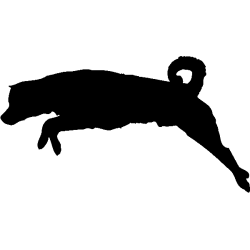 chien 5590