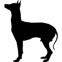 chien 5591