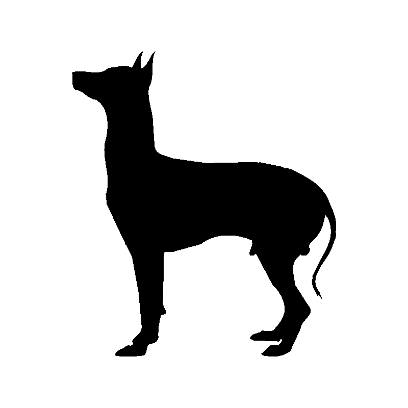 chien 5591