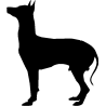 chien 5591