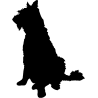 chien 5593