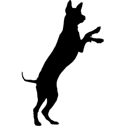 chien 5595